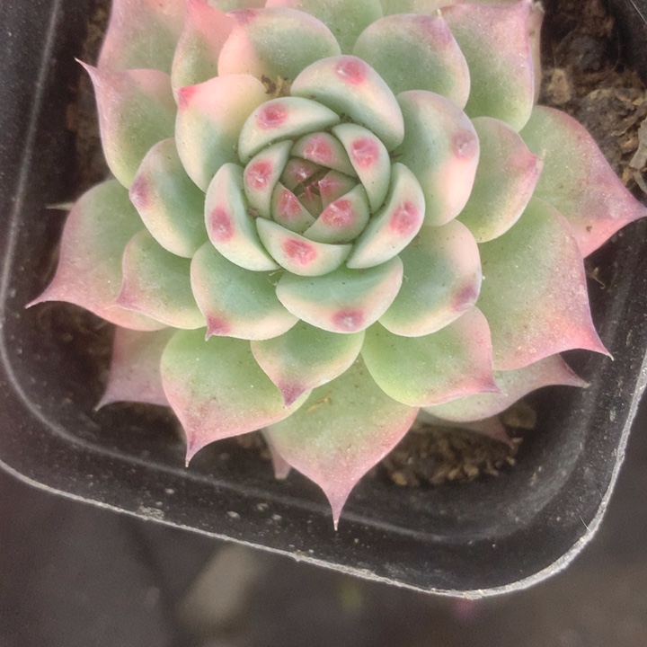 吉娃娃锦 一物一拍 包邮 