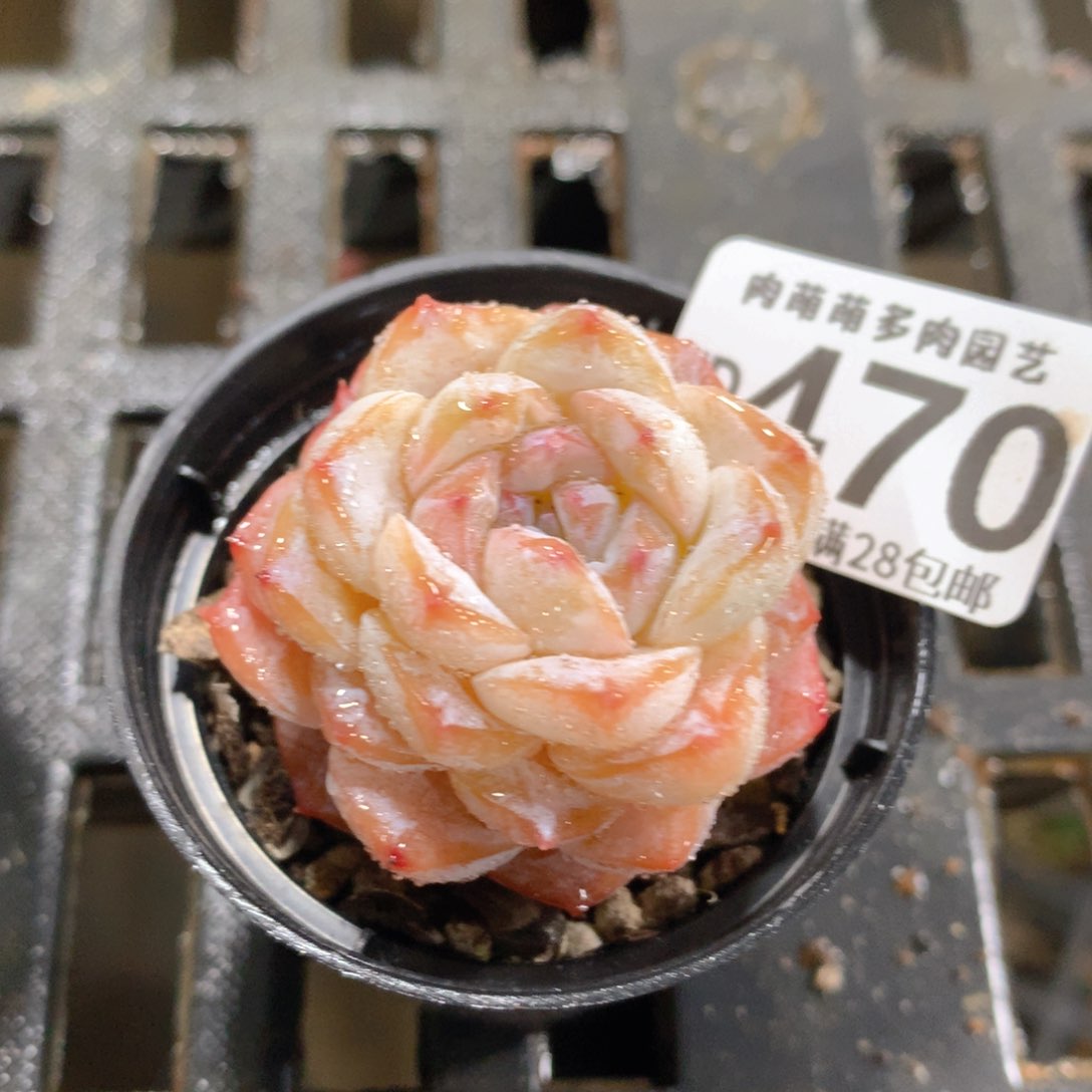 肉萌萌拇指盆精控多肉ZD470