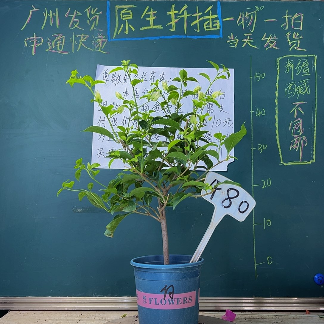 当前无花栽培后可以开花 下播 白雪公主  480