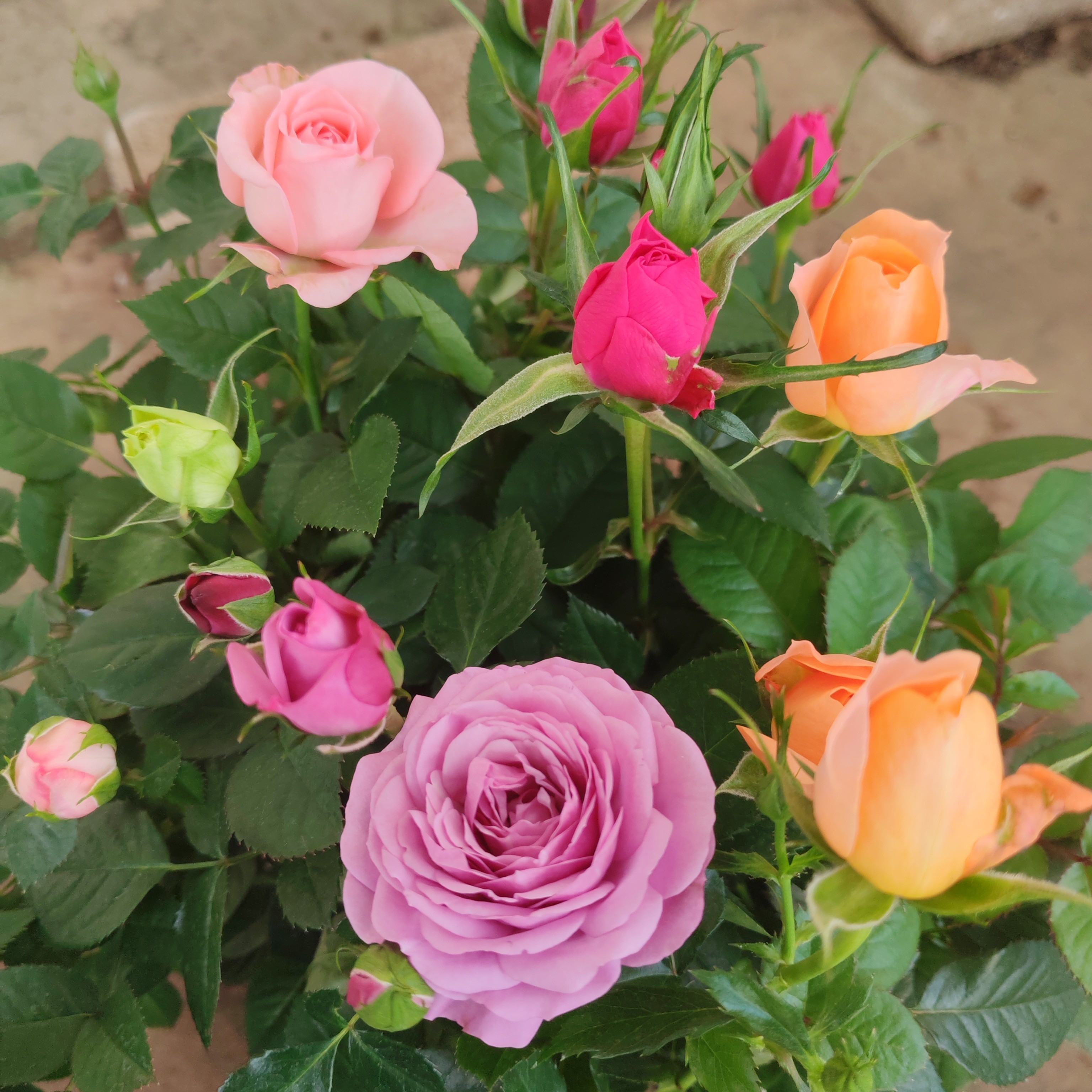 “双十二”混色2盆福利（一盆2-3色）好养易活庭院阳台地栽基地直发