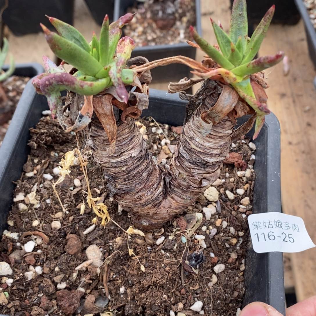 25号苹果叶粗腿子