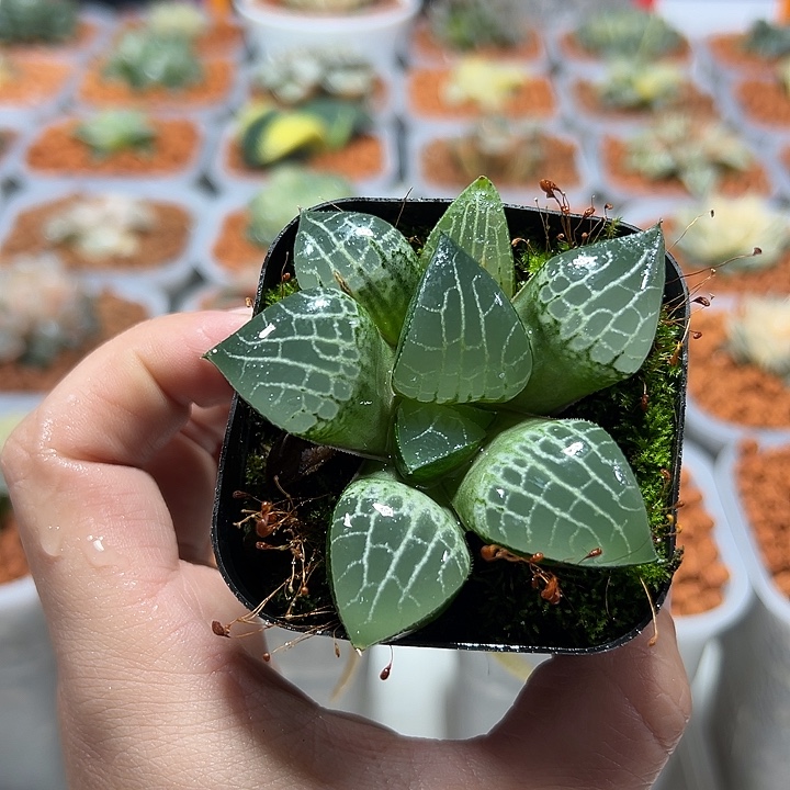 十二卷多肉粉玻璃