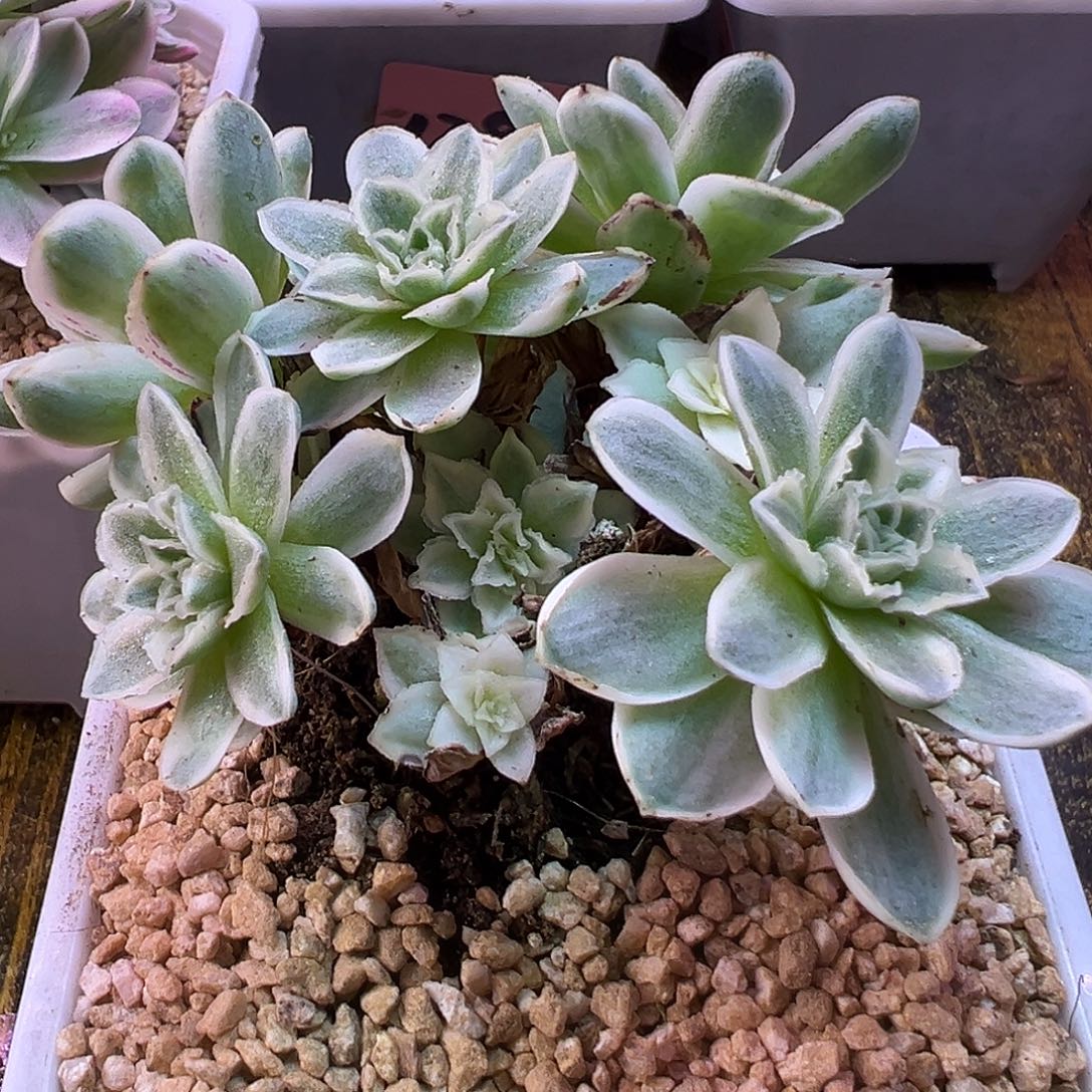 C***S山地玫瑰锦秋夕1464号