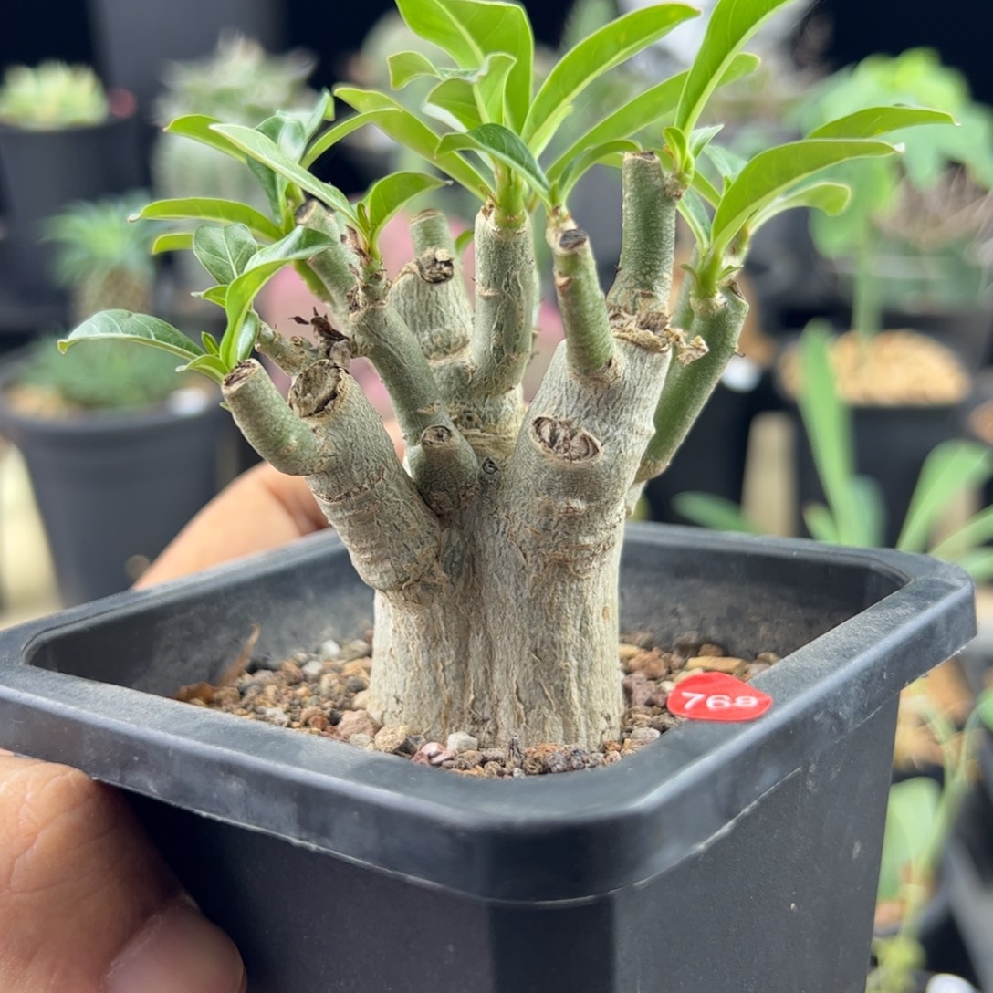 哥斯拉沙漠玫瑰一物一拍带盆发