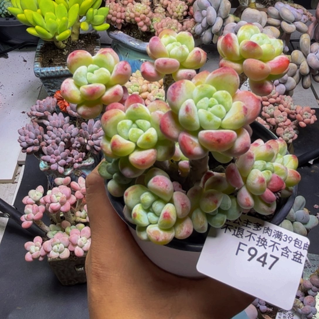 白罗琦947/9cm多肉