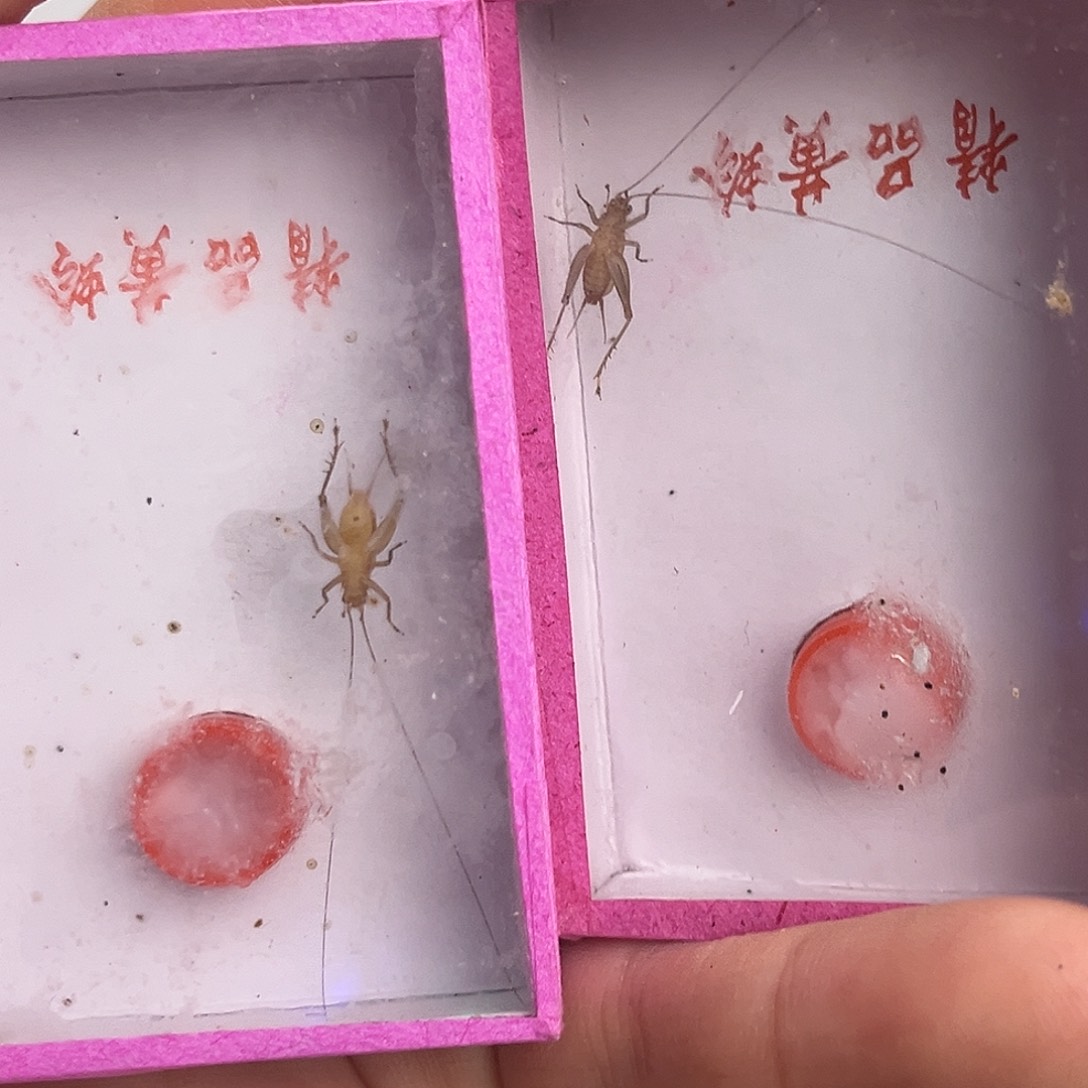 2条长须中黄铃哈哈