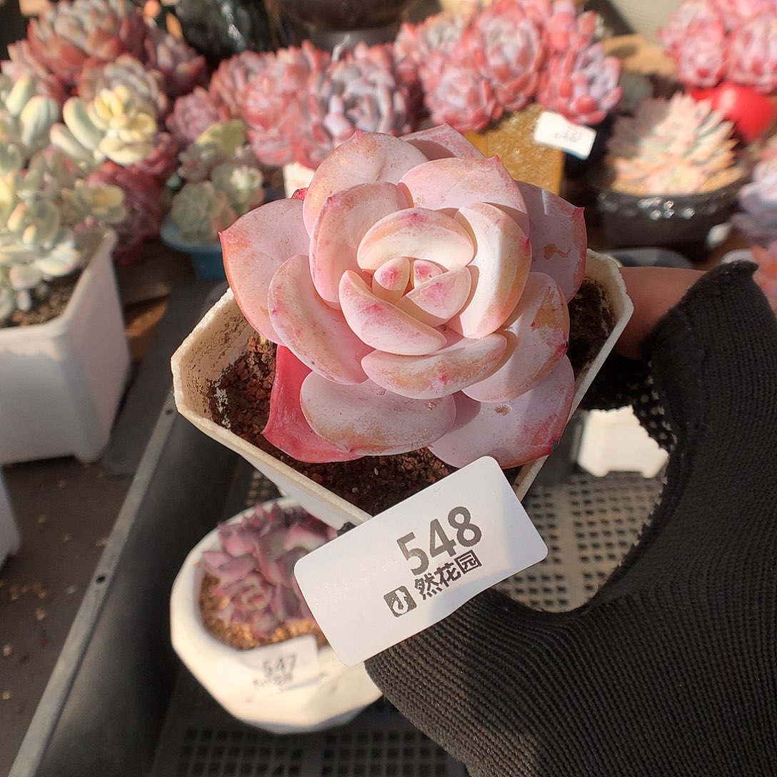 545奶茶变异多肉植物666