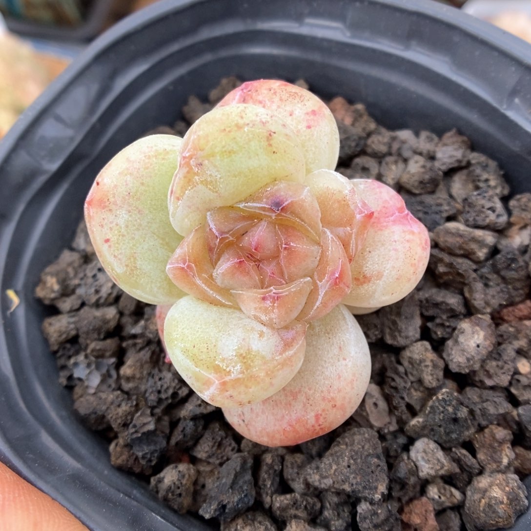 冰玉石化947号。   