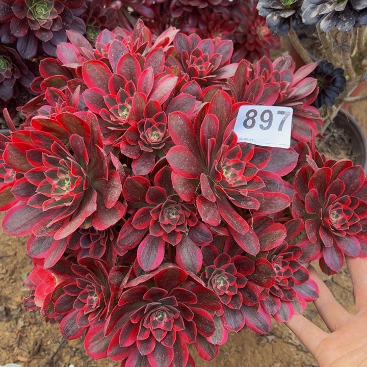 粉女郎砍头桩897