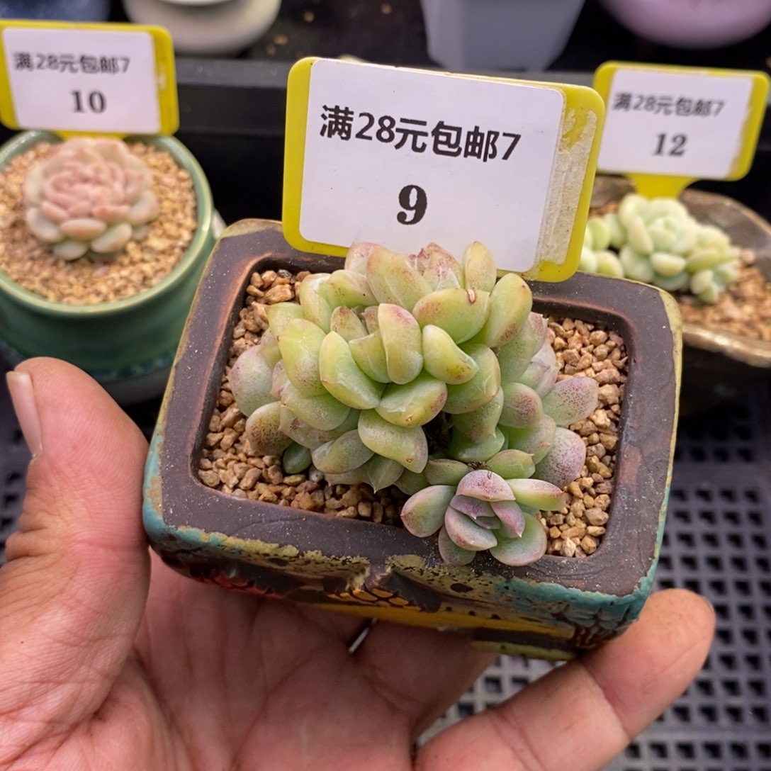 79赤水晶朵朵缀带板子