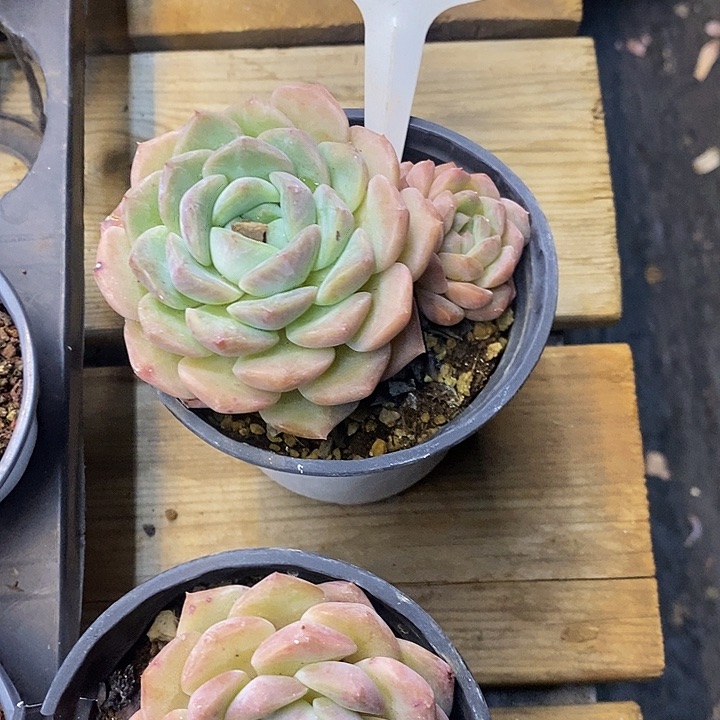 随***飞糯米糖725059福利