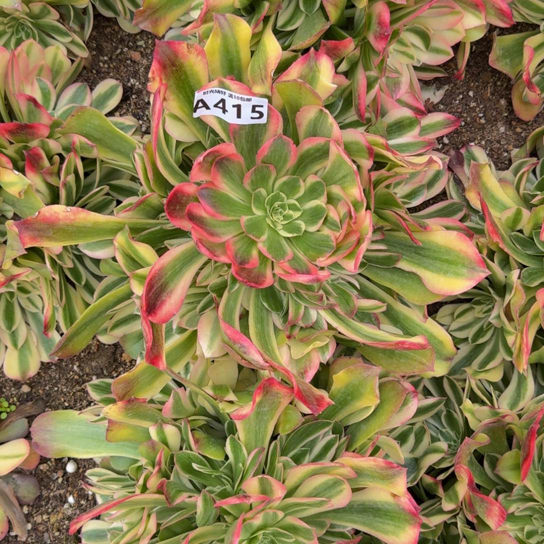 糖*?415洛神寄养到秋