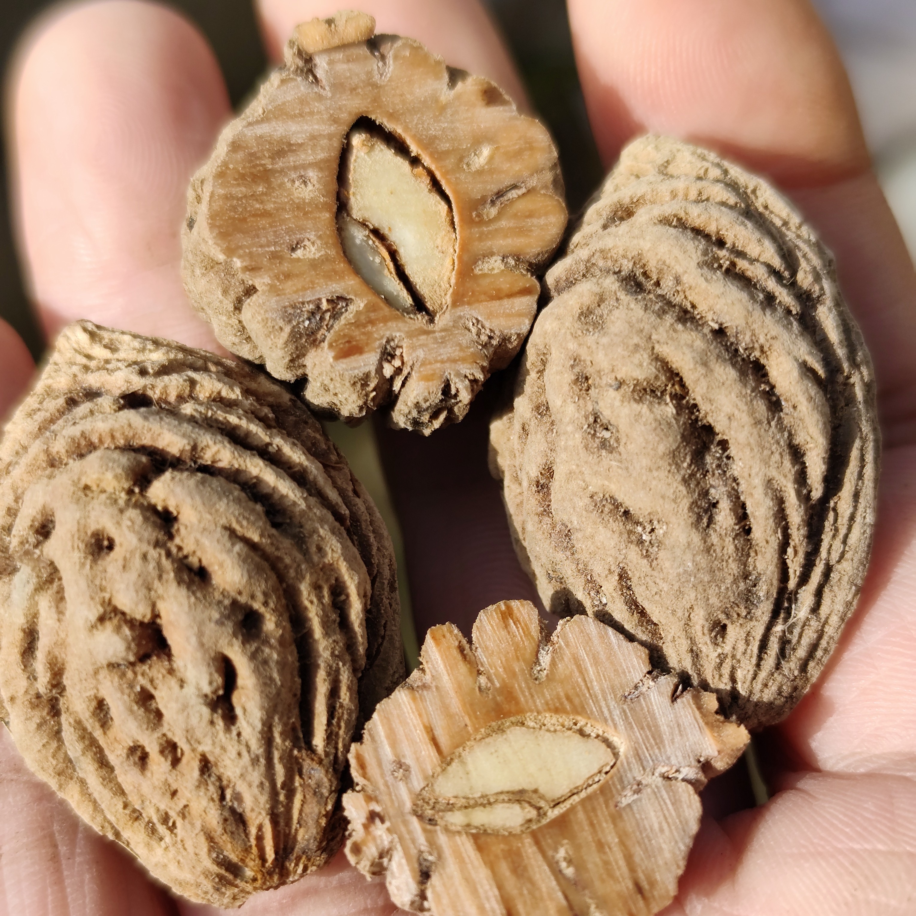 永联蜜雕刻料小号99一斤买二斤发3斤