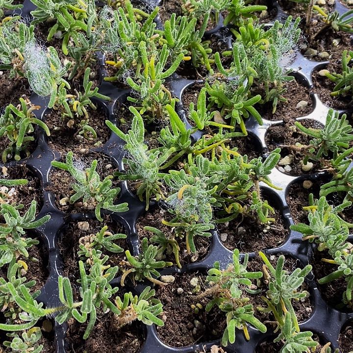 小枝干1元带土发货