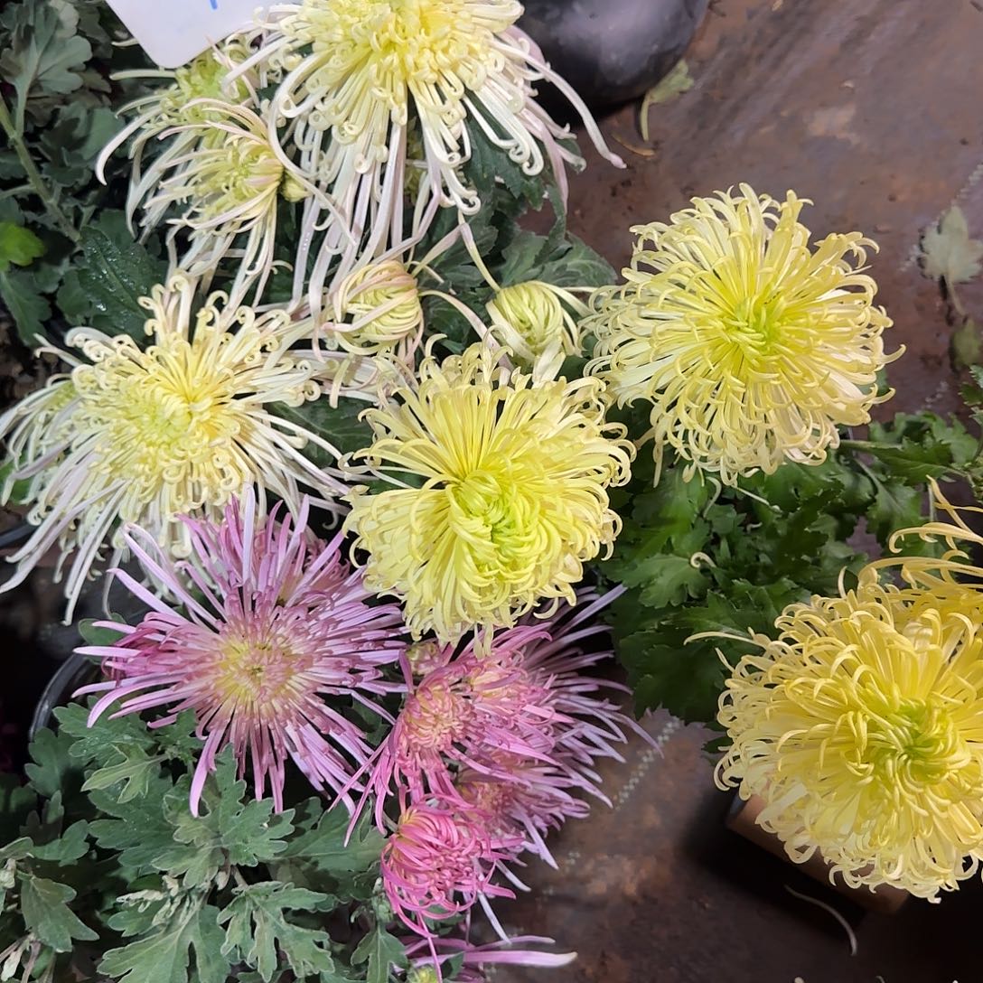 全部花朵Y00000003