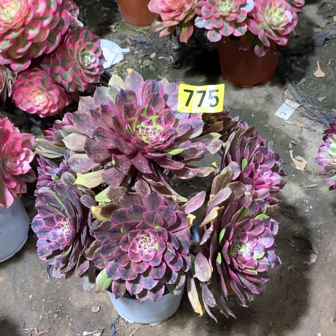 花脸粉黛多肉法师775