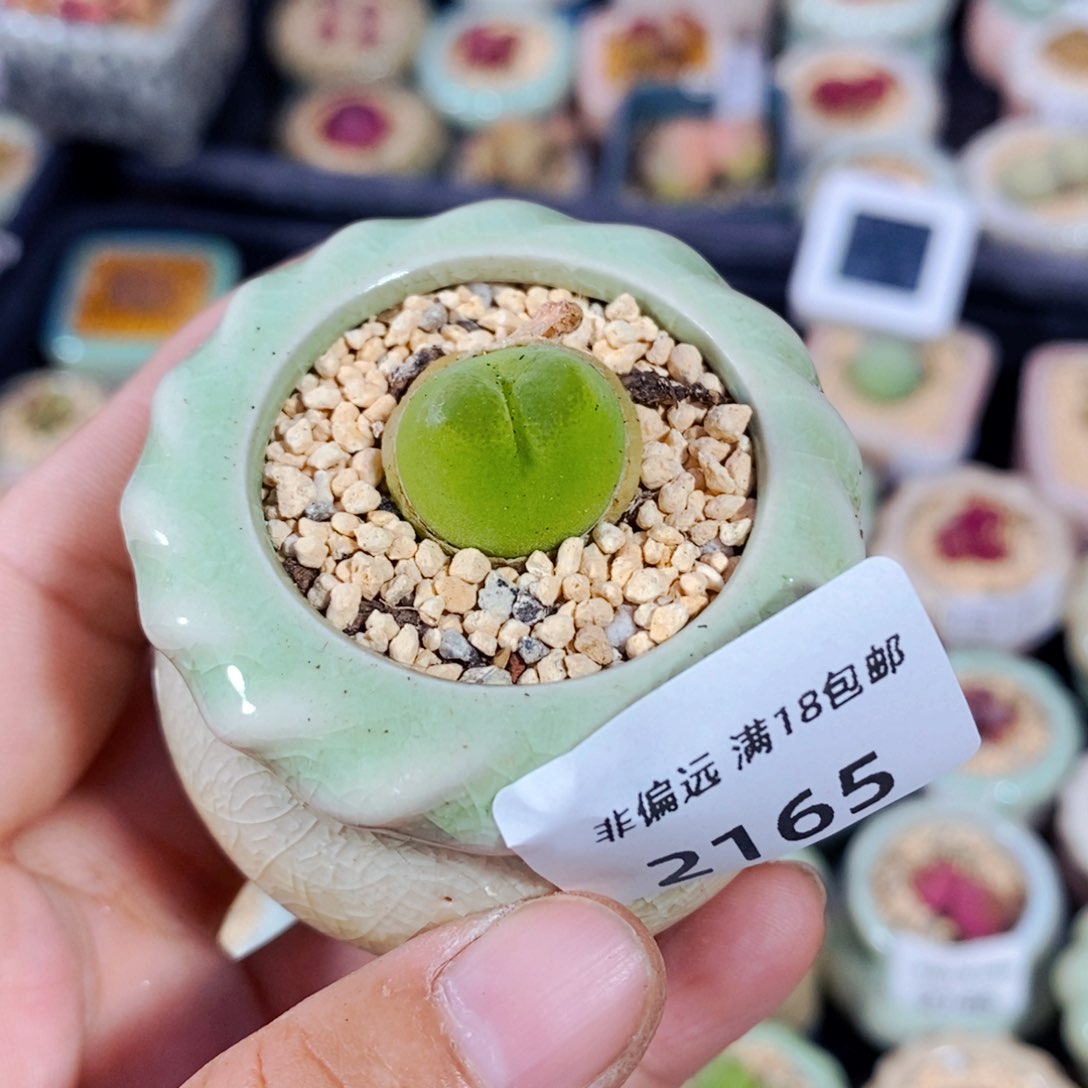 2165--一物一拍 带盆 1798.79Ｏ泡