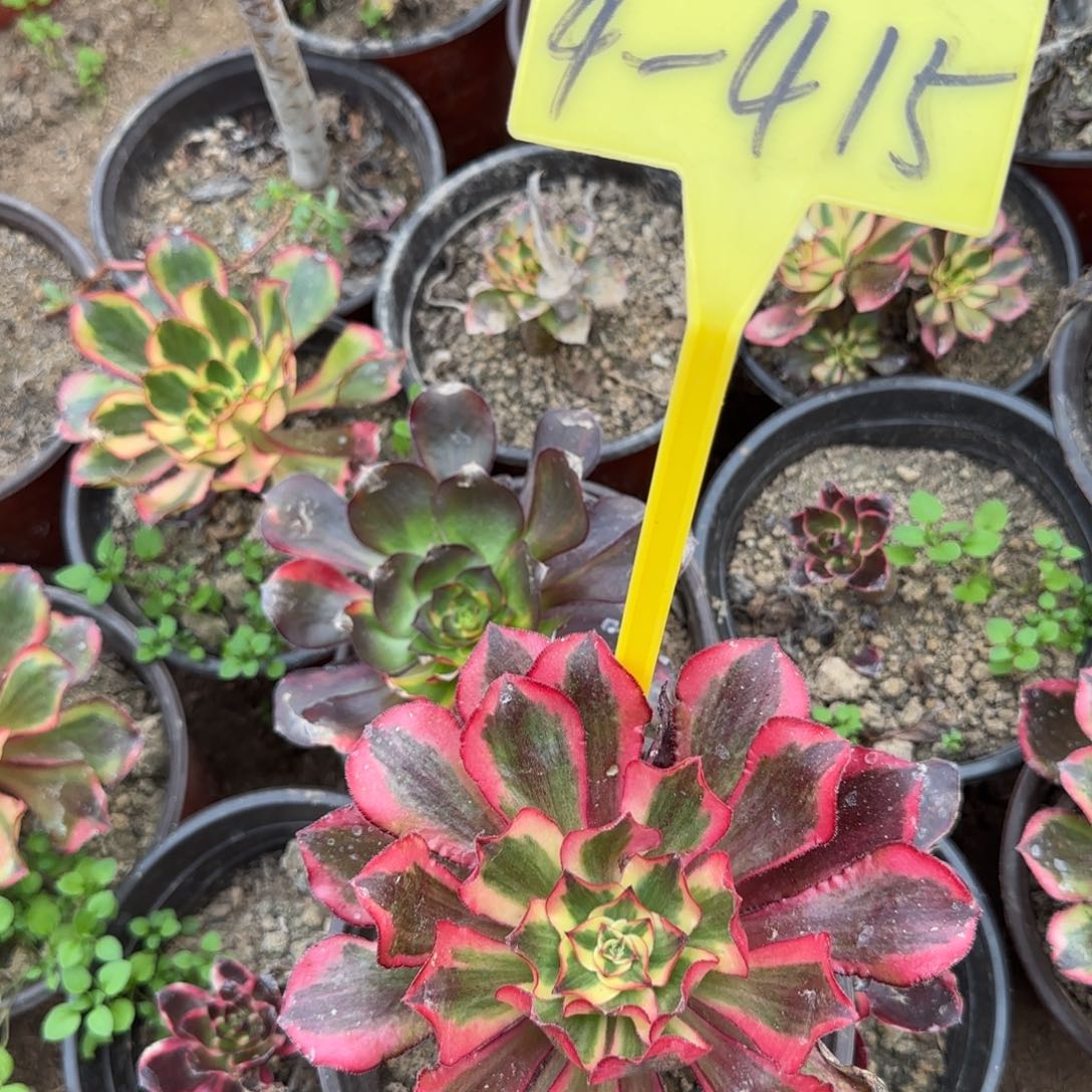 人****4-415--+多头多肉植物魅影