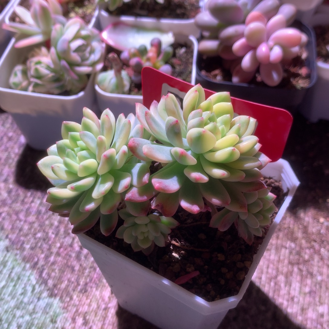 福利蓝精灵群生覆轮锦有根