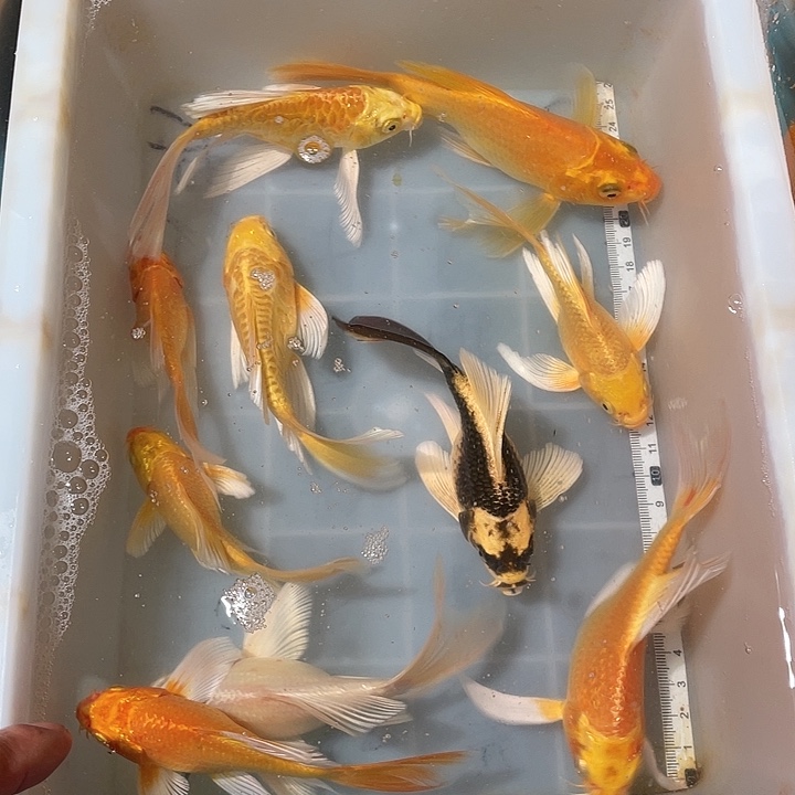 蝴蝶鲤鱼渔场直发43