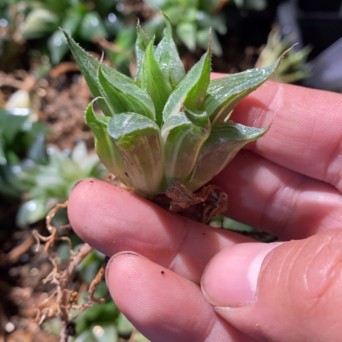 一***余2342 一颗福利。   