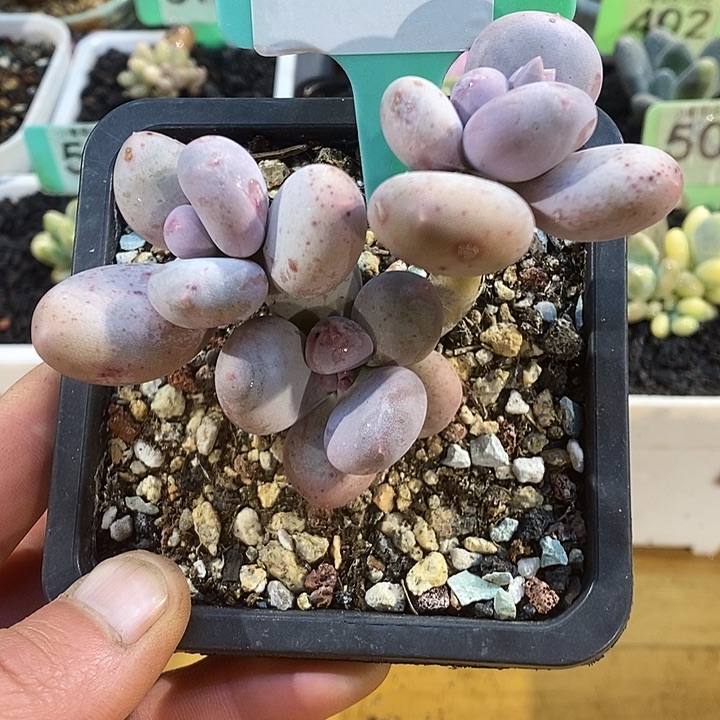 大叶奶6161号的啊啊啊多肉啊啊啊