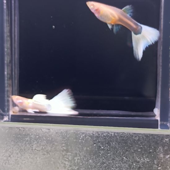 孔雀鱼品系孔雀鱼，自家繁育，视频对鱼。一组一拍