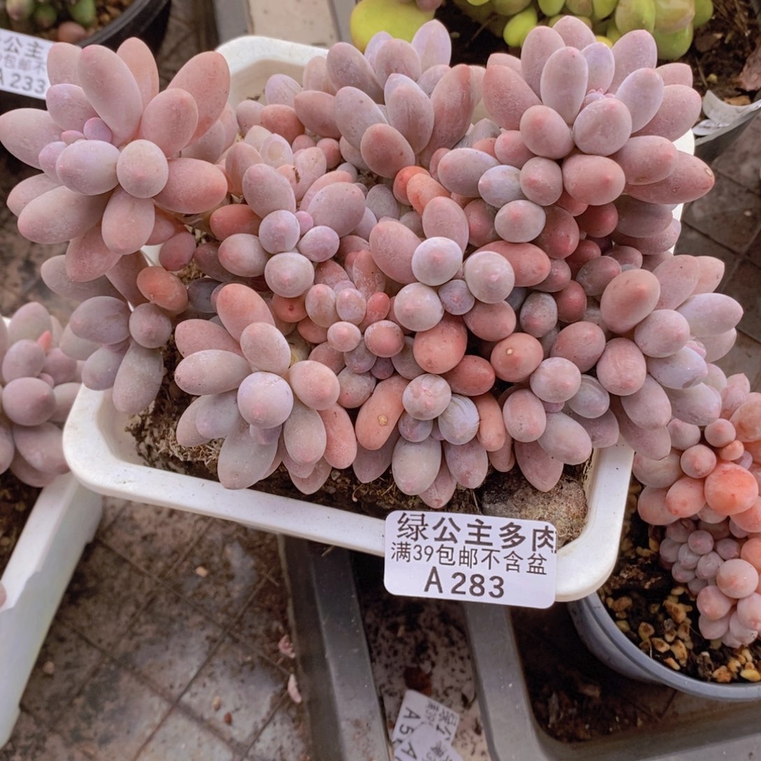 汤圆老桩15cm283多肉植物