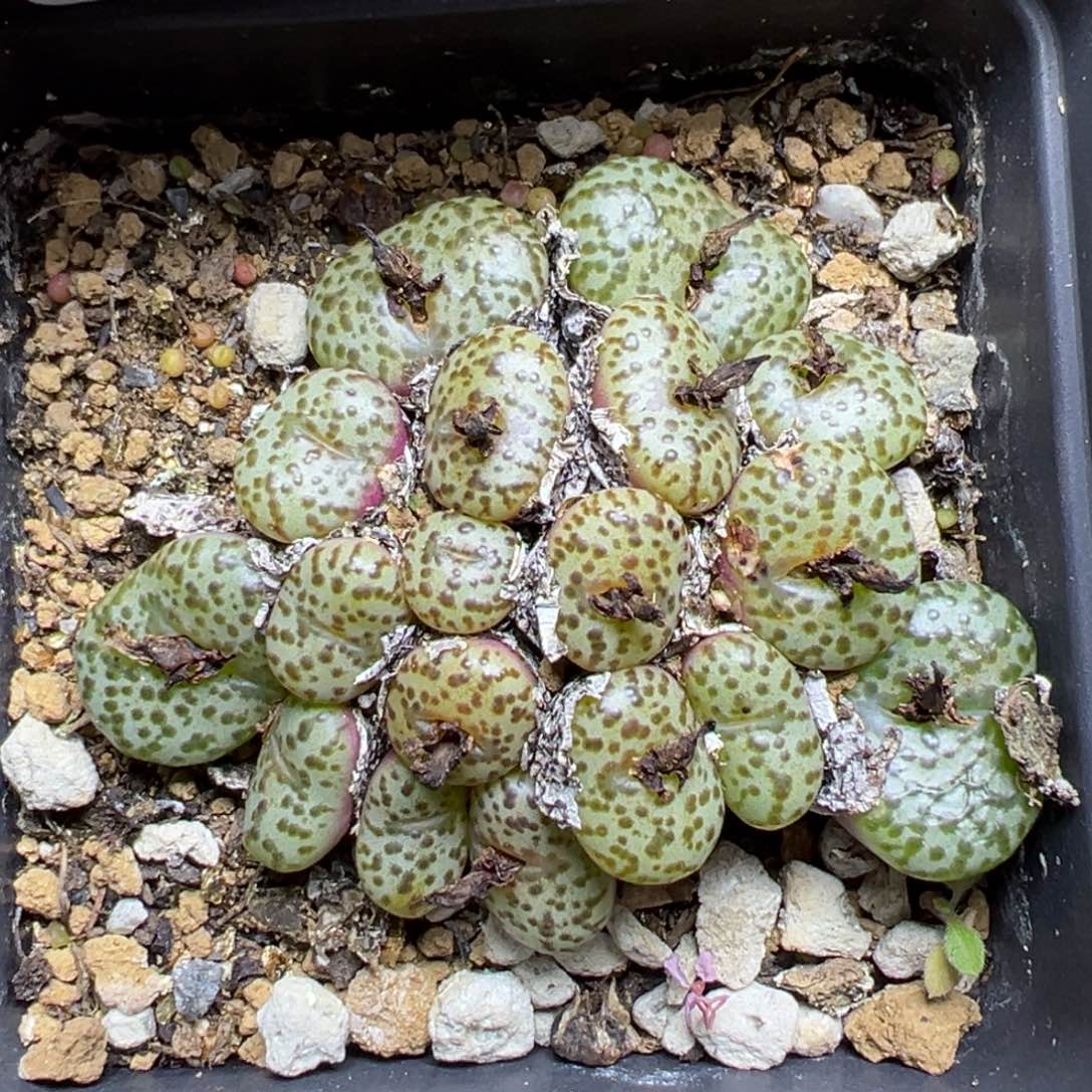 【闪购商品】875……