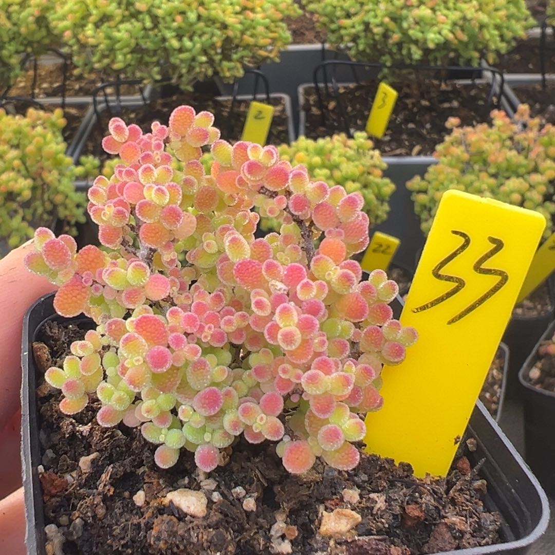 蜜橘糖球33号5.5cm盆