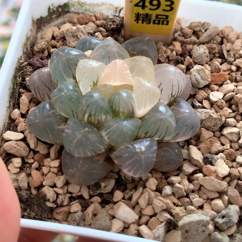【闪购商品】493姬玉露