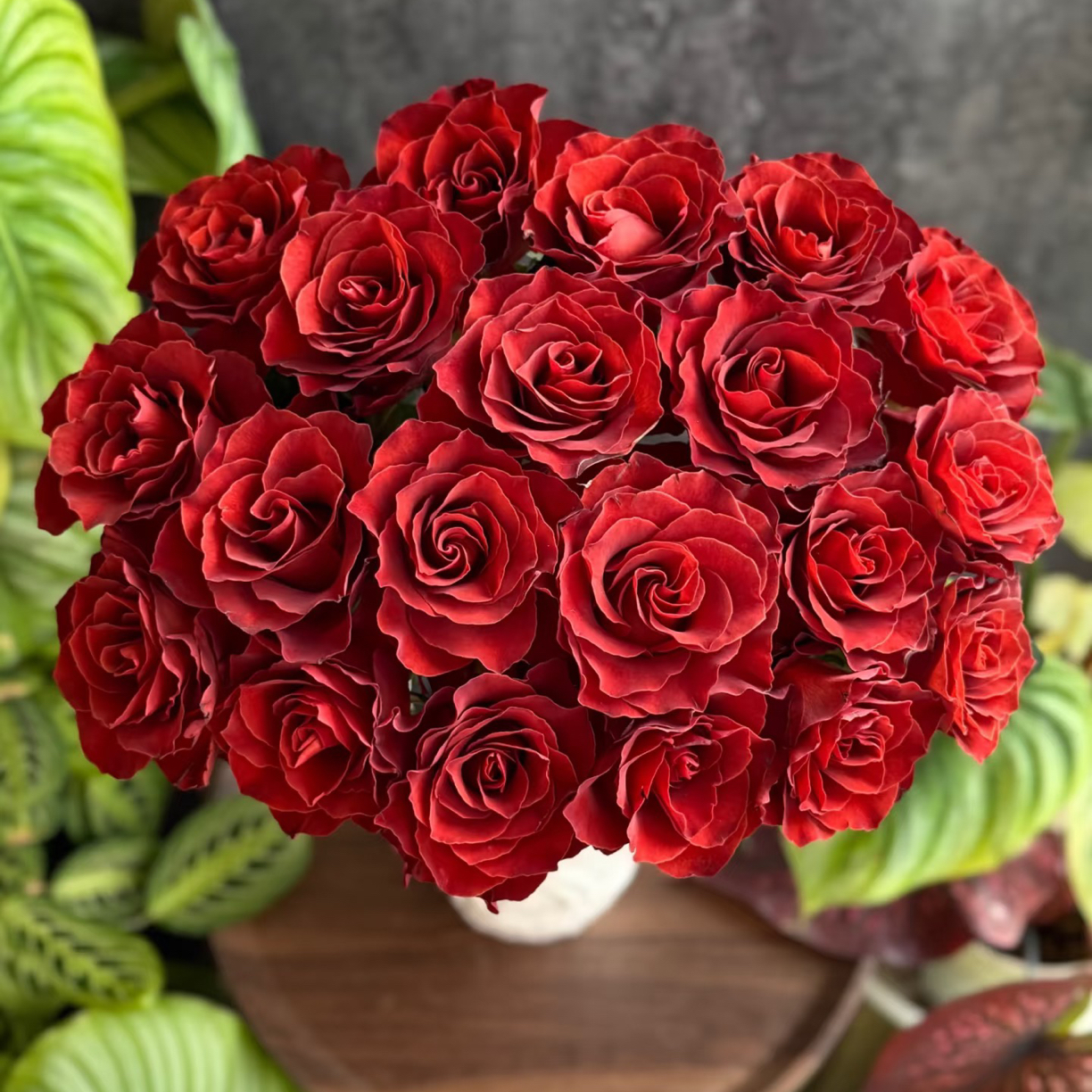 「嘤嘤怪鲜花」梦影咖啡玫瑰A级云南直发顺丰包邮