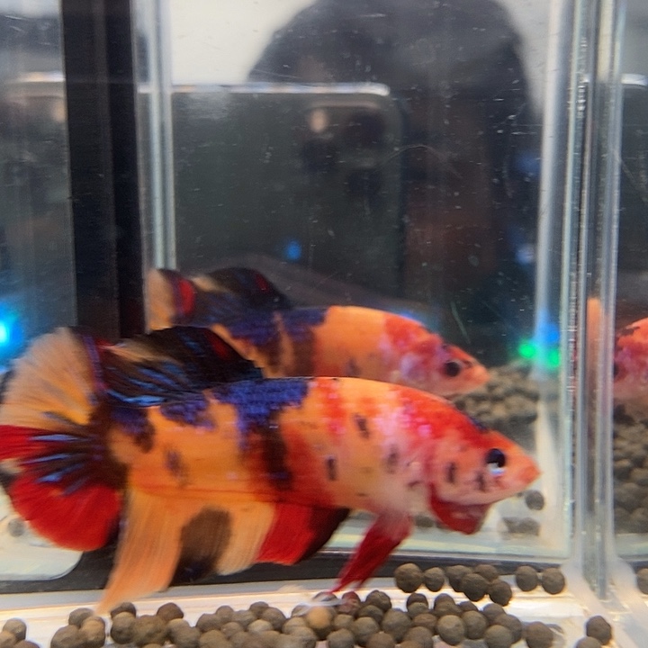 斗鱼黑229号巨斗将军