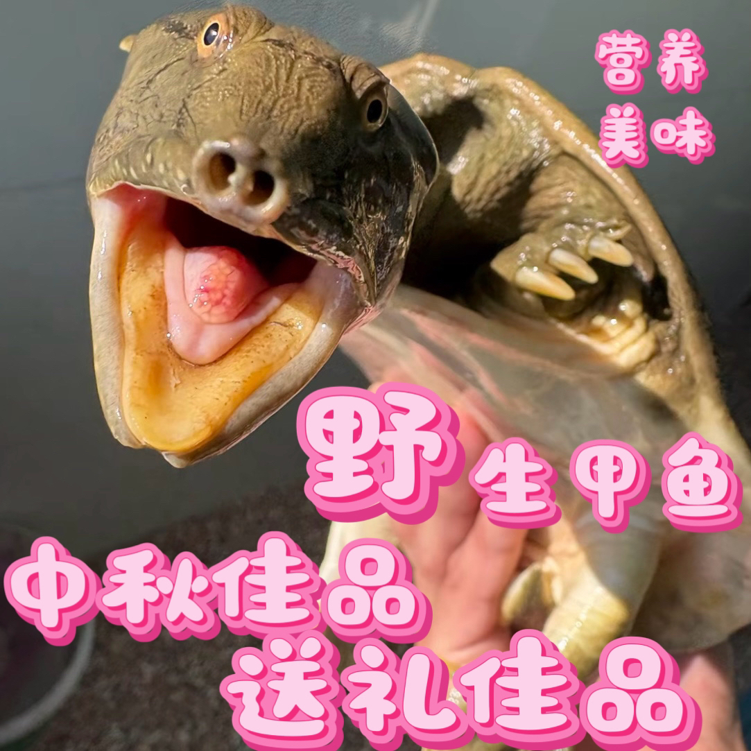 高营养甲鱼 野生户外自然生长 中秋节美食 秋季美食