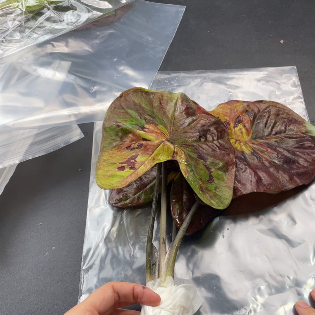 无花朵月光袋装发货