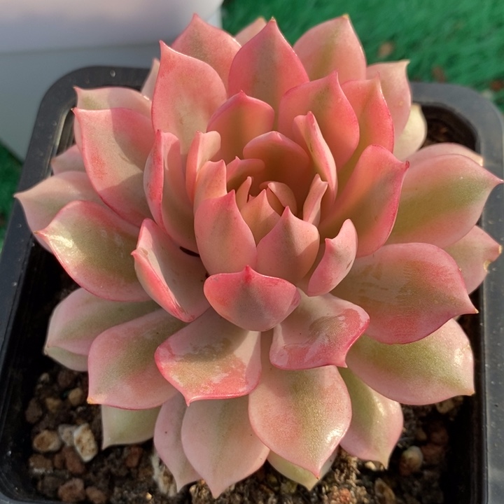 粉蝶锦多肉锦景天