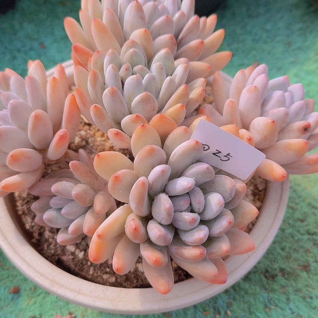 2025香水多肉植物