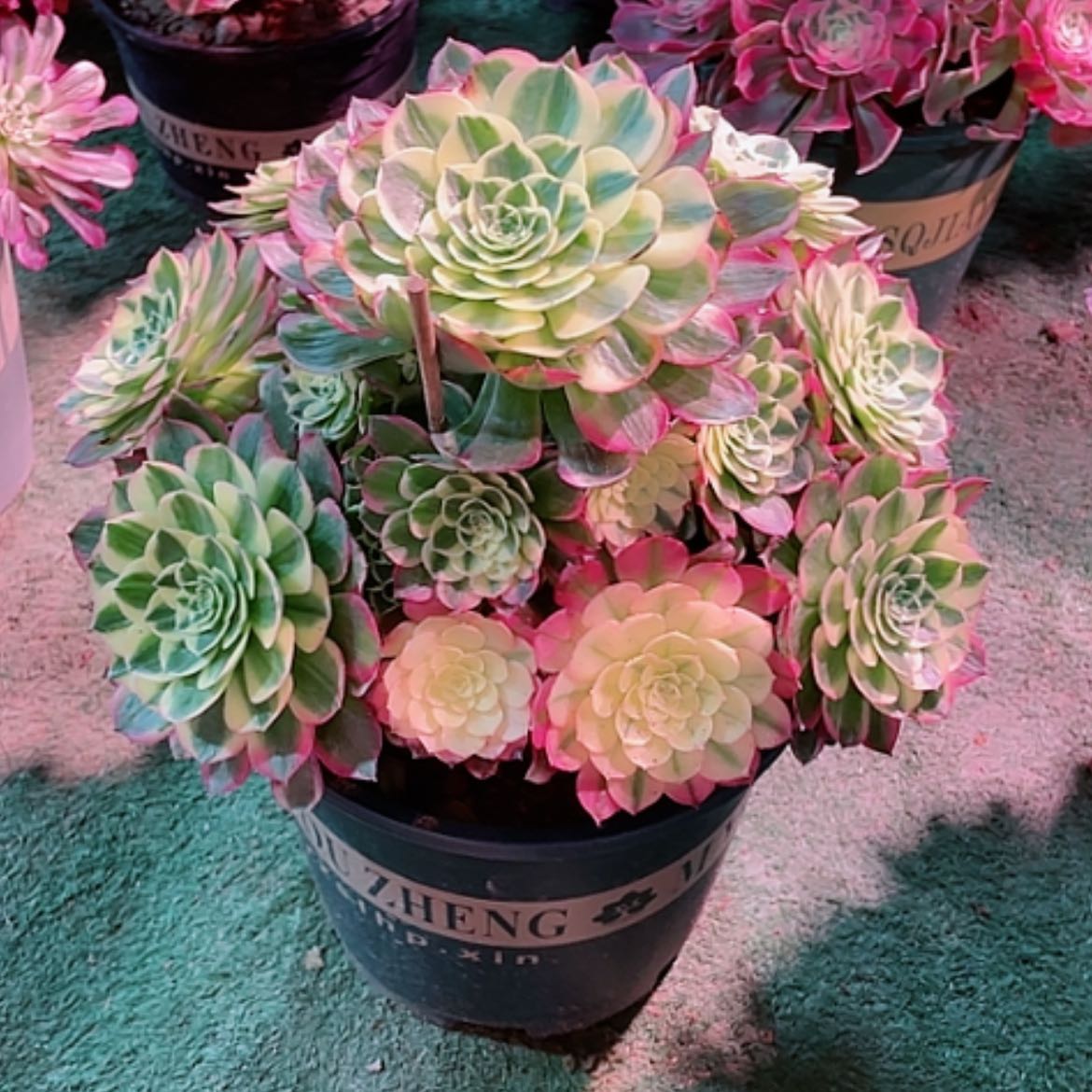 【闪购商品】半****间法师好看也好