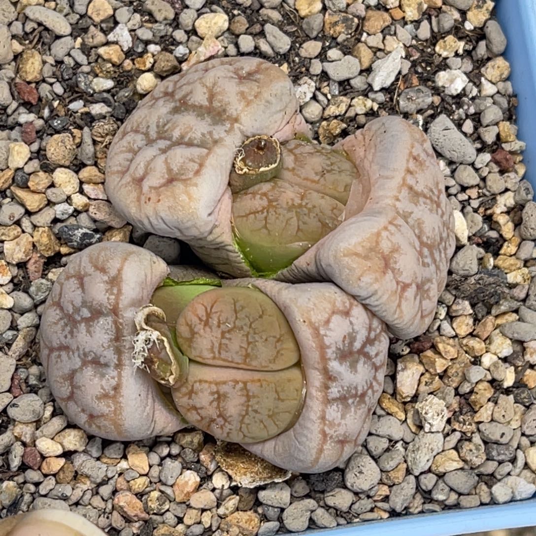 5434三头群生向日葵1