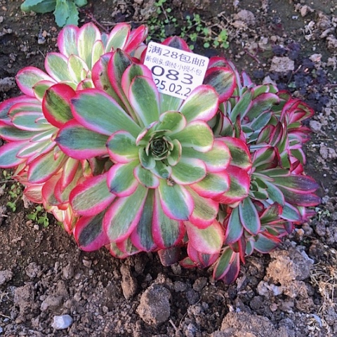 2.24-83倾城多肉植物
