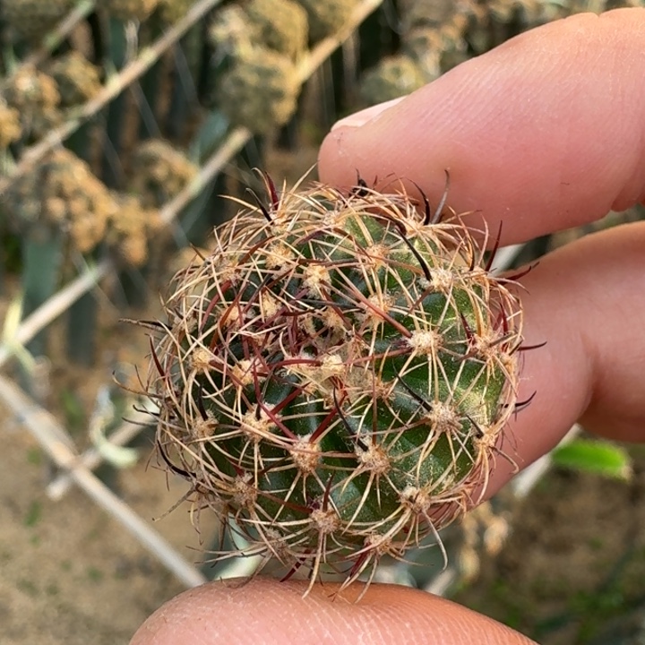 261虫咬丽花91歪2到3公分左右无根侧牙，20包邮