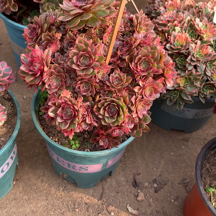 113黑膜锦多肉植物特价
