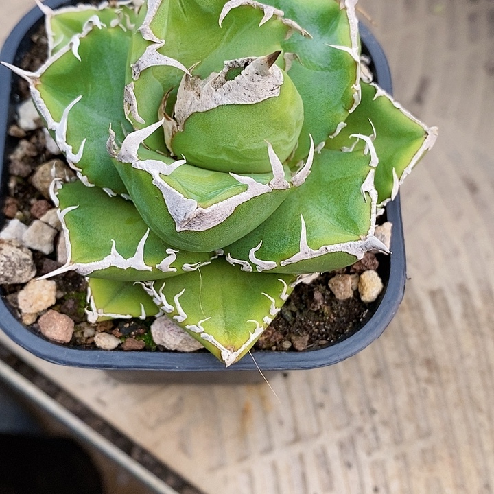 多肉植物龙蛇兰植物