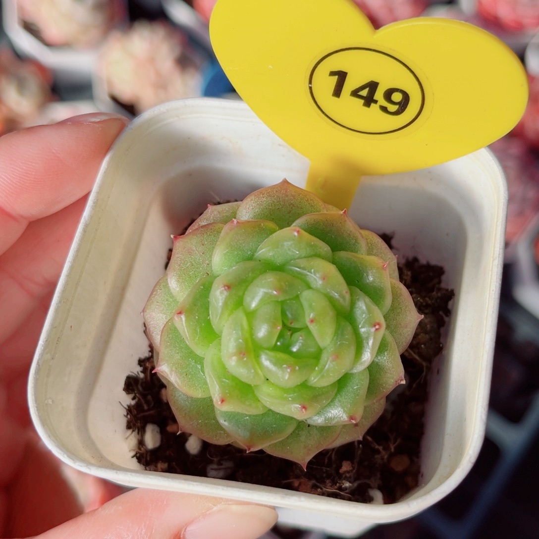 A***泡149号灯泡珍妮单头