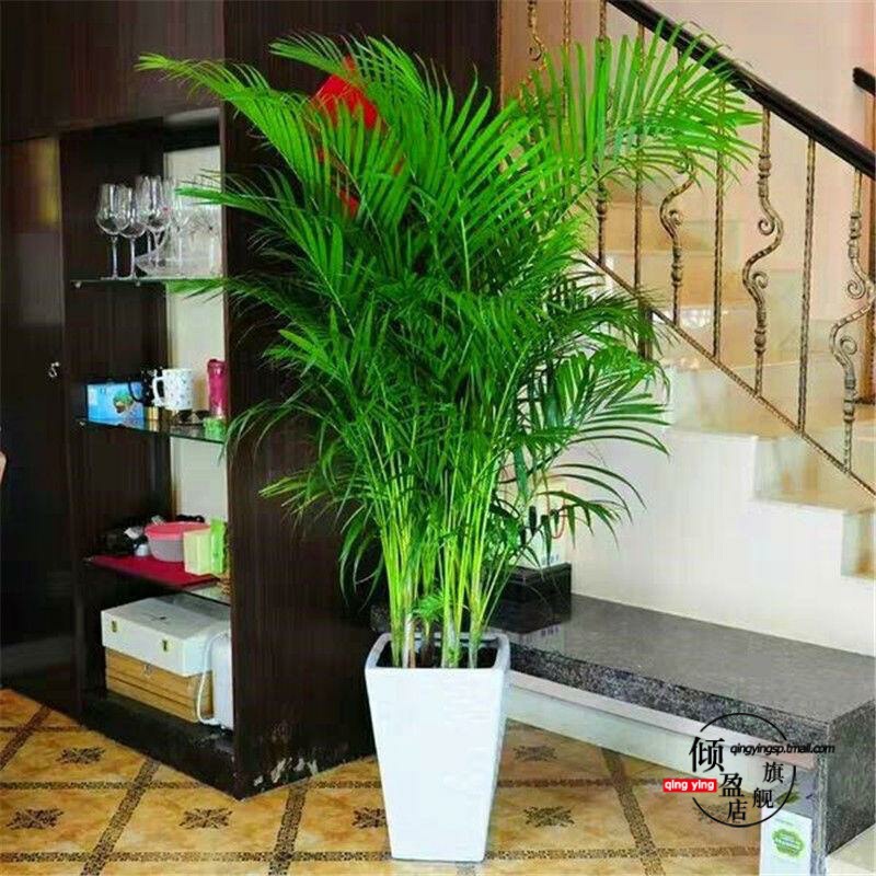 散尾葵盆栽 凤尾竹室内客厅大型绿植 袖珍叶夏威夷盆景富贵椰花卉