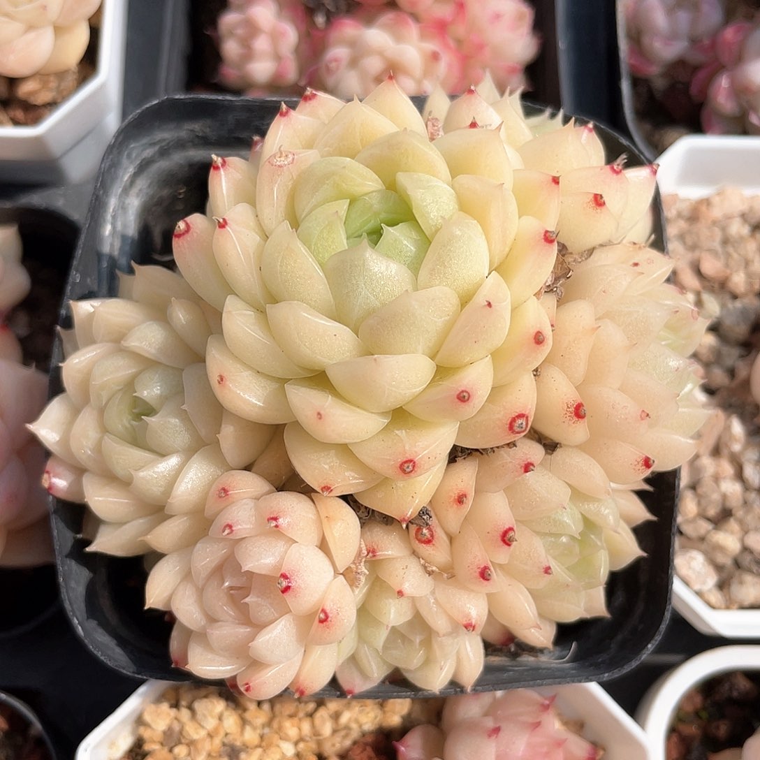 优选麦秆福利1348