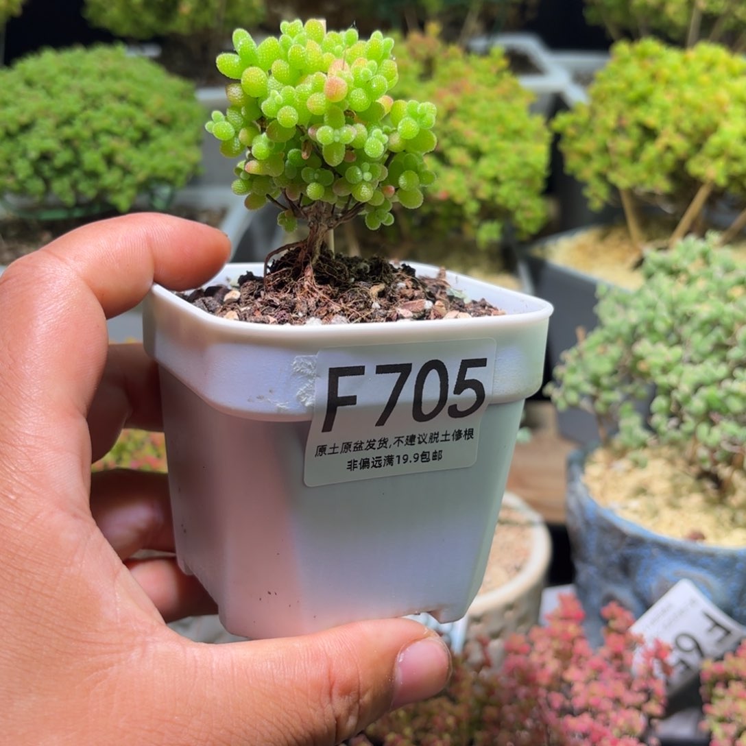 枝干番杏金桔糖球F705