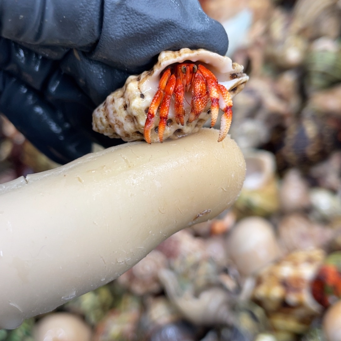 不退不换活体宠物32