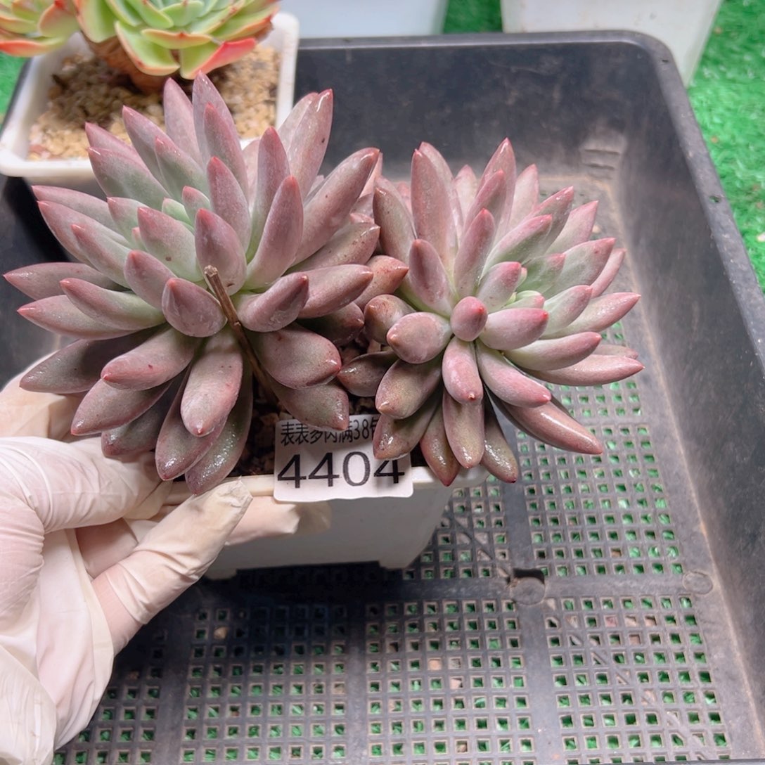 多肉一物一拍植物4404