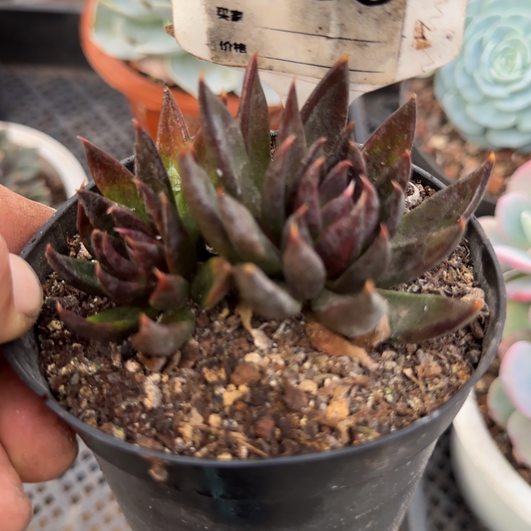 黑骑士一物一拍包装收缩花旱
